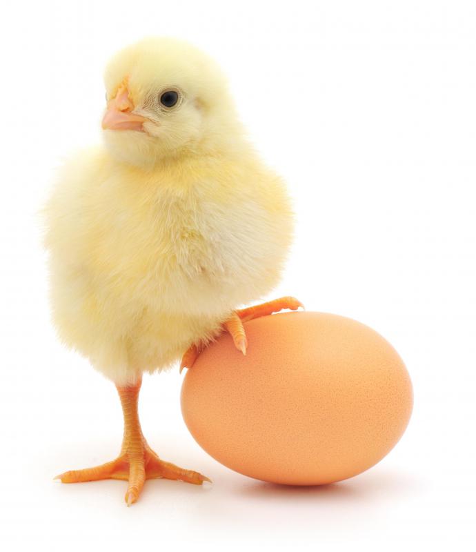 Chickens and eggs are produced on a poultry farm.