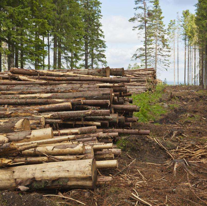 Land and the timber on it are physical assets for a logging company.