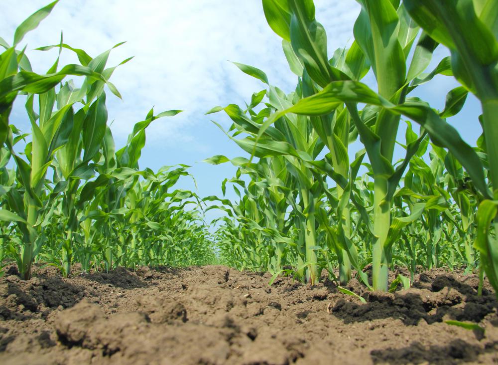 Corn is an agricultural commodity used to make ethanol.