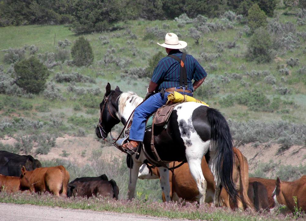 Overgrazing of cattle on common land contributes to Tragedy of the Commons.