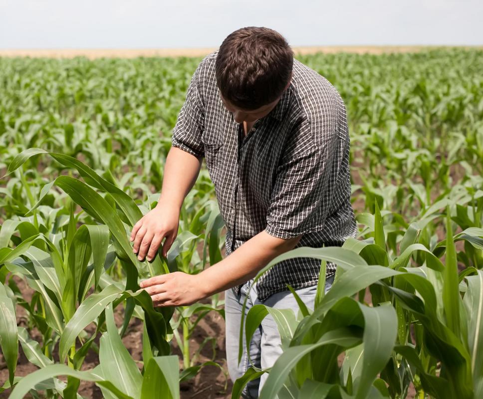 A field agronomist may work closely with farmers to help them optimize their land.