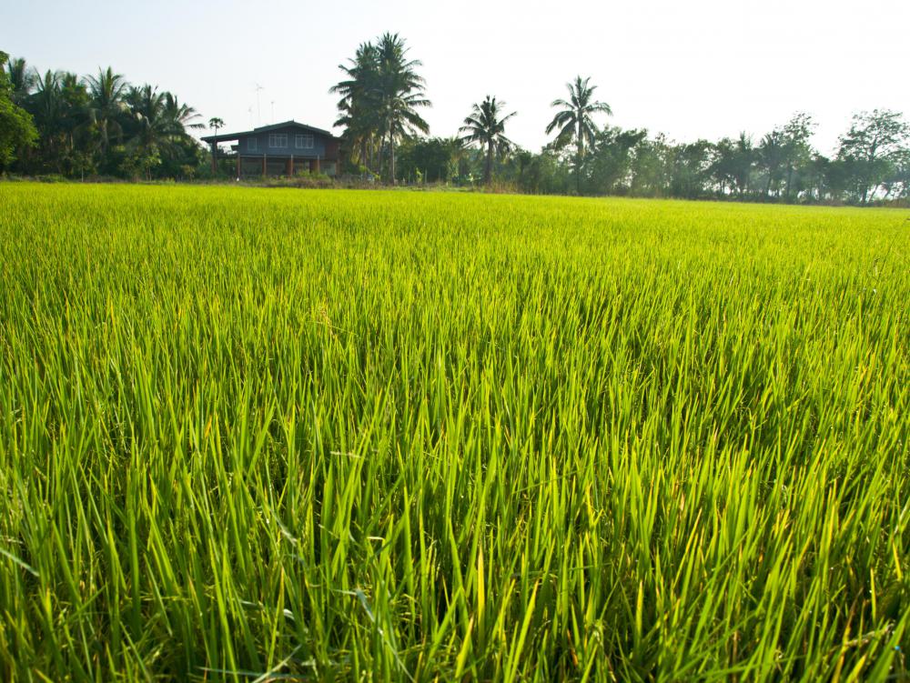 Rice is an agricultural commodity.
