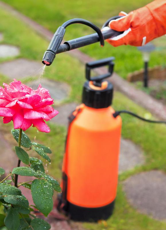 A pest control service might guarantee that pests won't return.