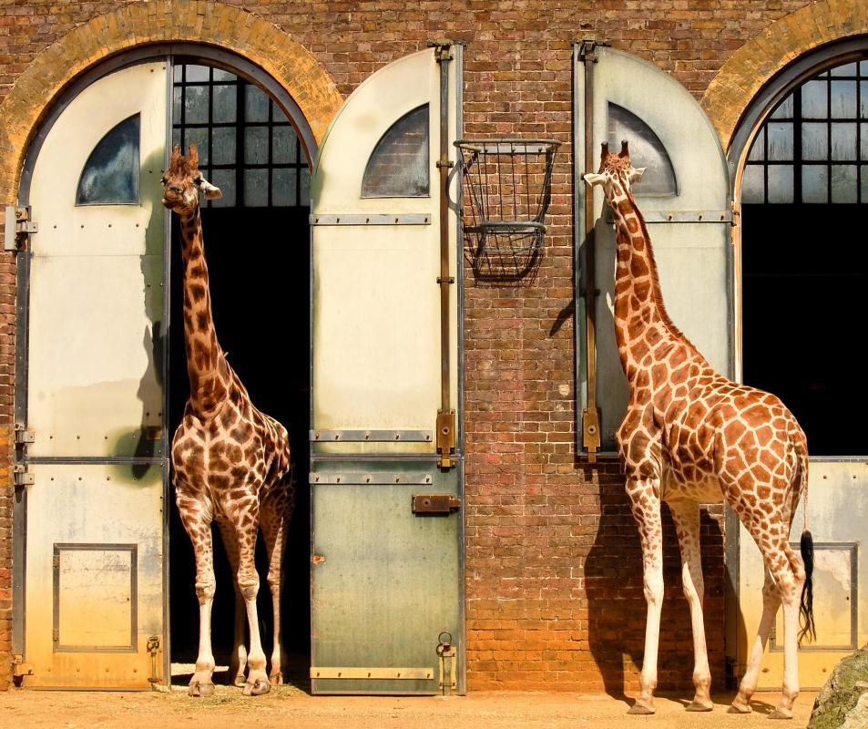 Zoos frequently benefit from grocery store leftovers.