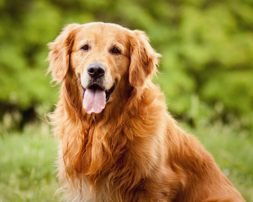 A person's financial responsibility extends to ensuring proper care for pets.