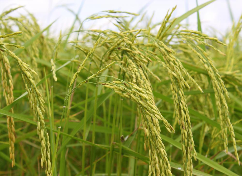 A medium grain rice plant.