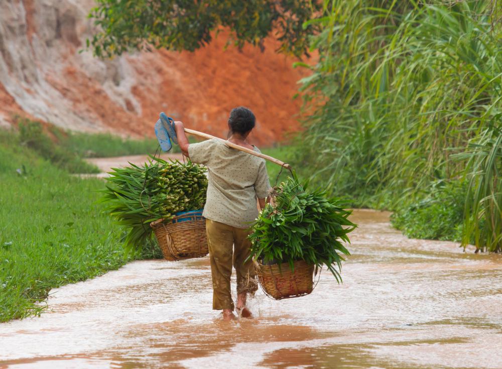 Chinese agricultural worker.
