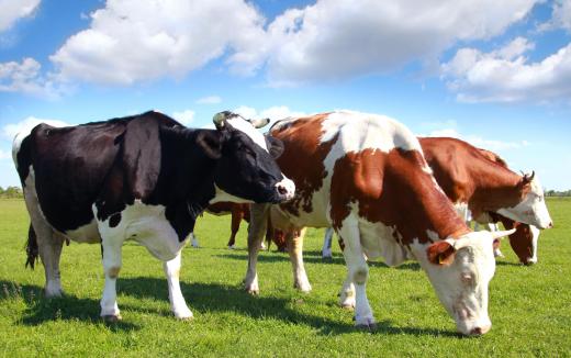 Cattle as an economic commodity are included in agricultural economics.