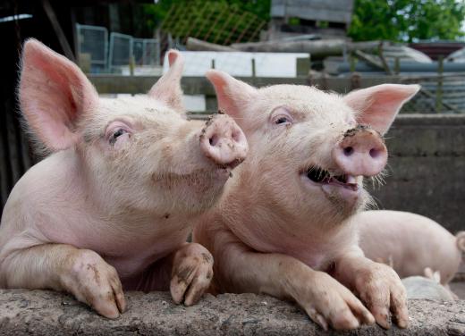 While factory farming can keep food prices low, the practice is criticized as inhumane for animals.