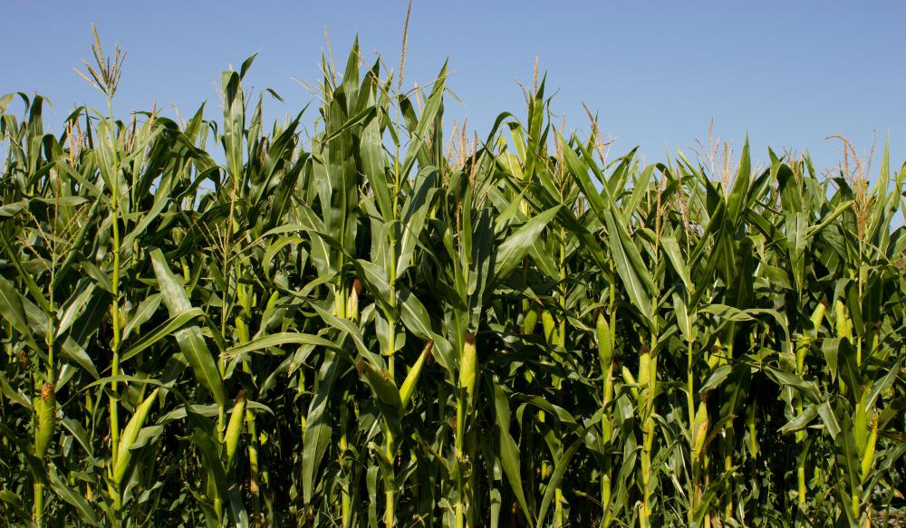 What are Corn Futures? (with pictures)