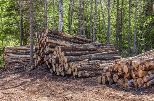 Logging degrades the environment.